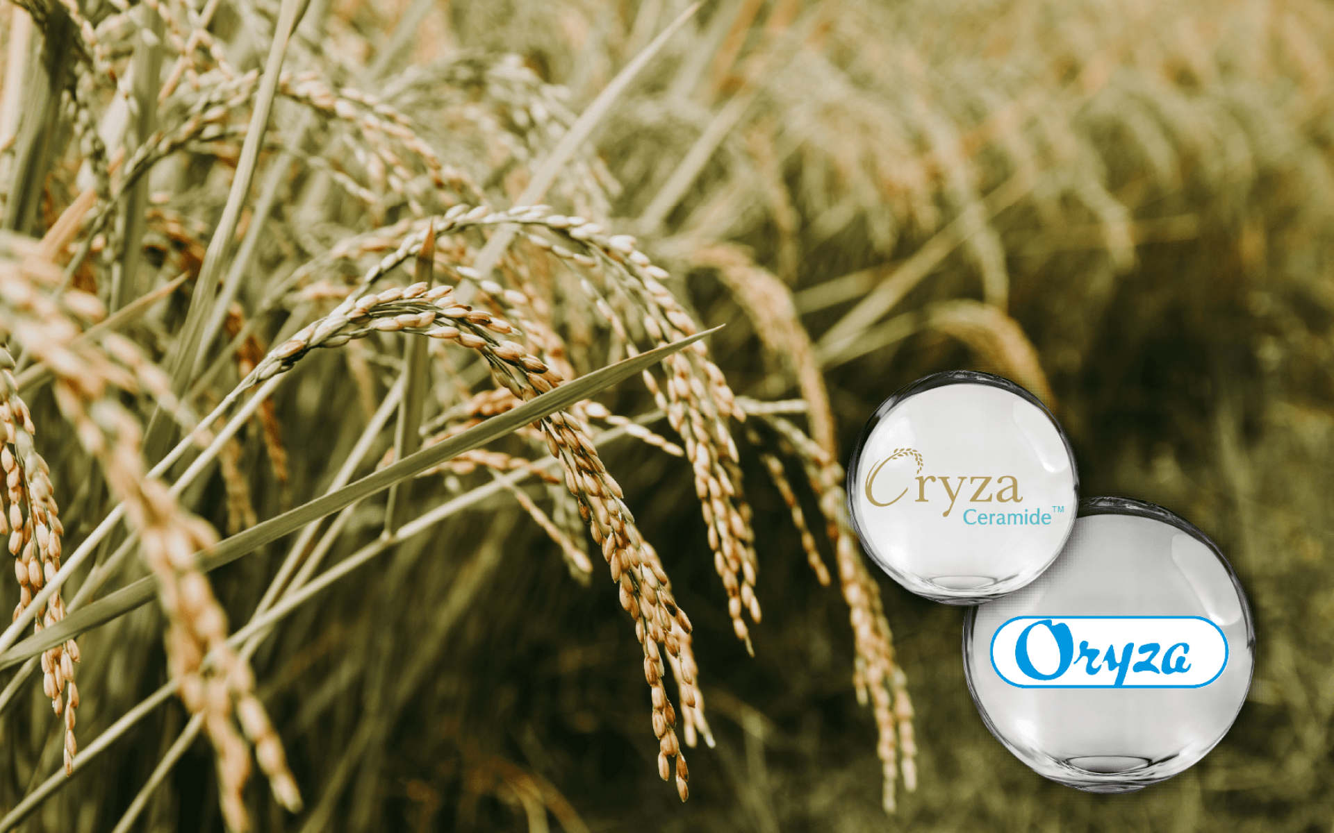 Oryza Ceramide® Rice Extract – Japan-approved food-grade glucosylceramides for skin hydration and radiance support