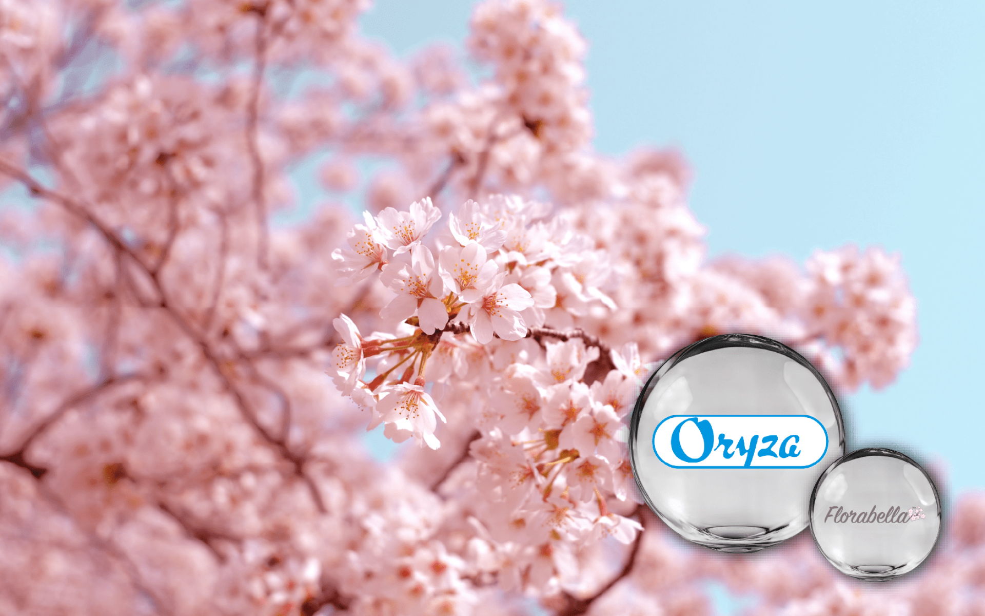 Oryza 櫻花萃取 – 專利美妍植萃，支持糖化管理與清透保養