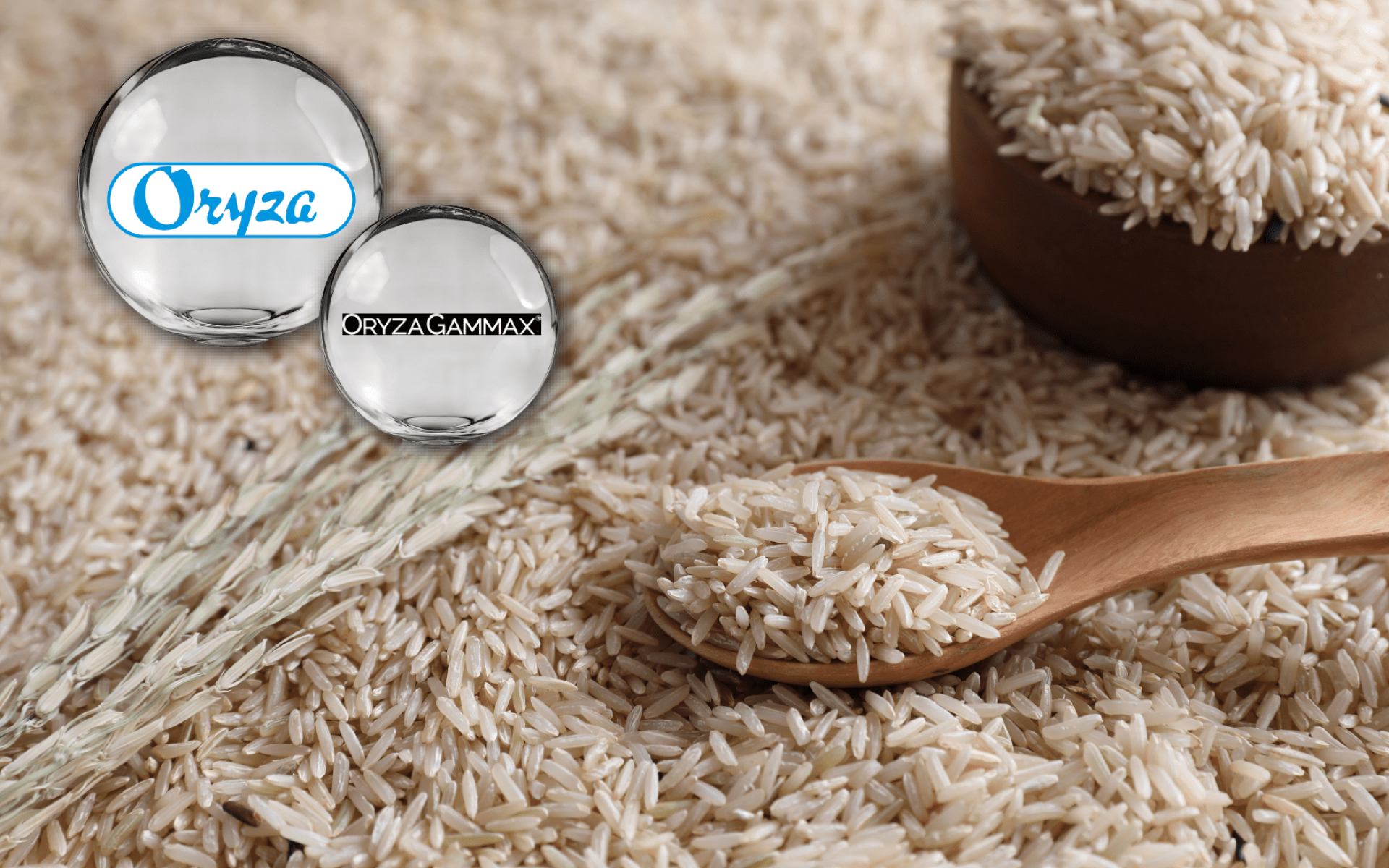 Oryza γ-穀維素 – 米糠專屬成分，支持舒緩平衡與代謝補給