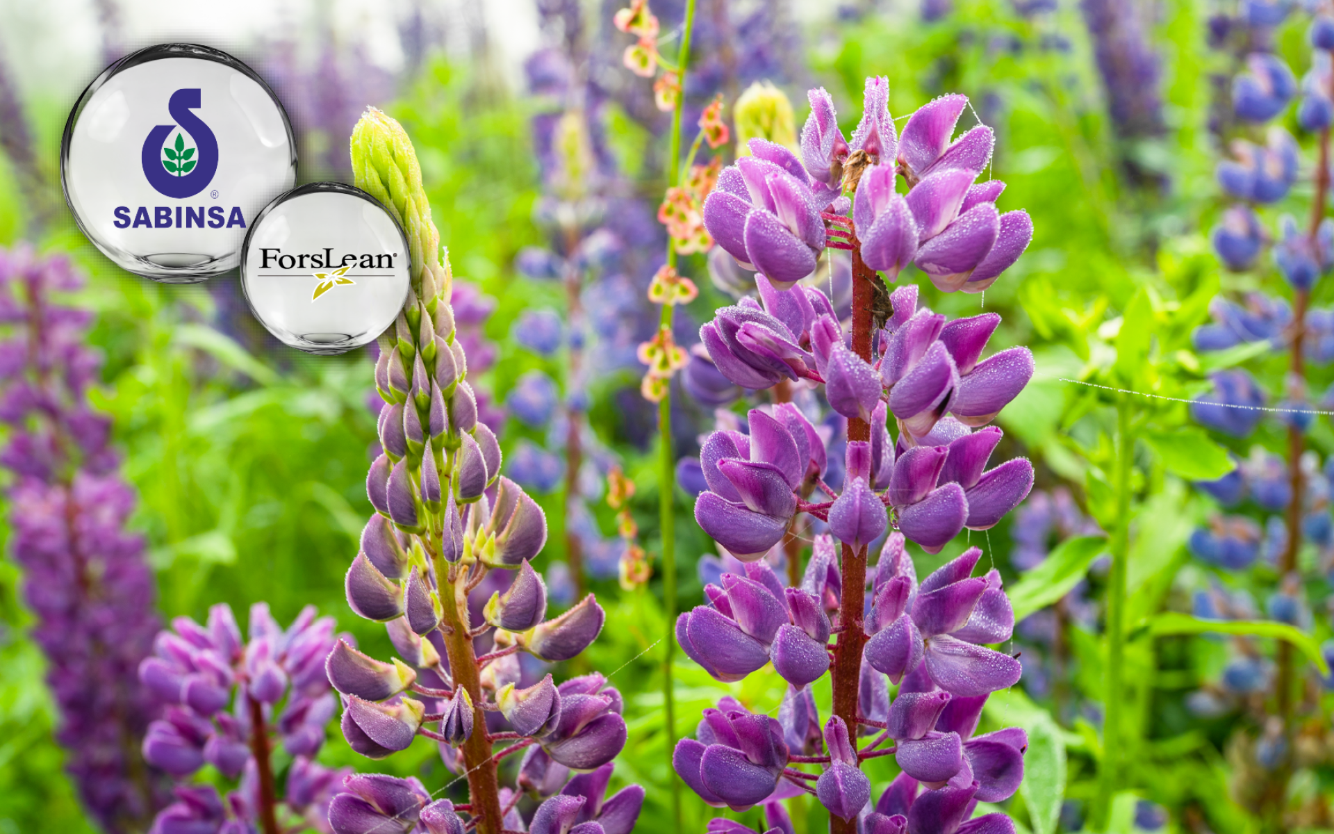 Sabinsa ForsLean® – 專利毛喉鞘蕊花 Forskolin 萃取，體態管理應用