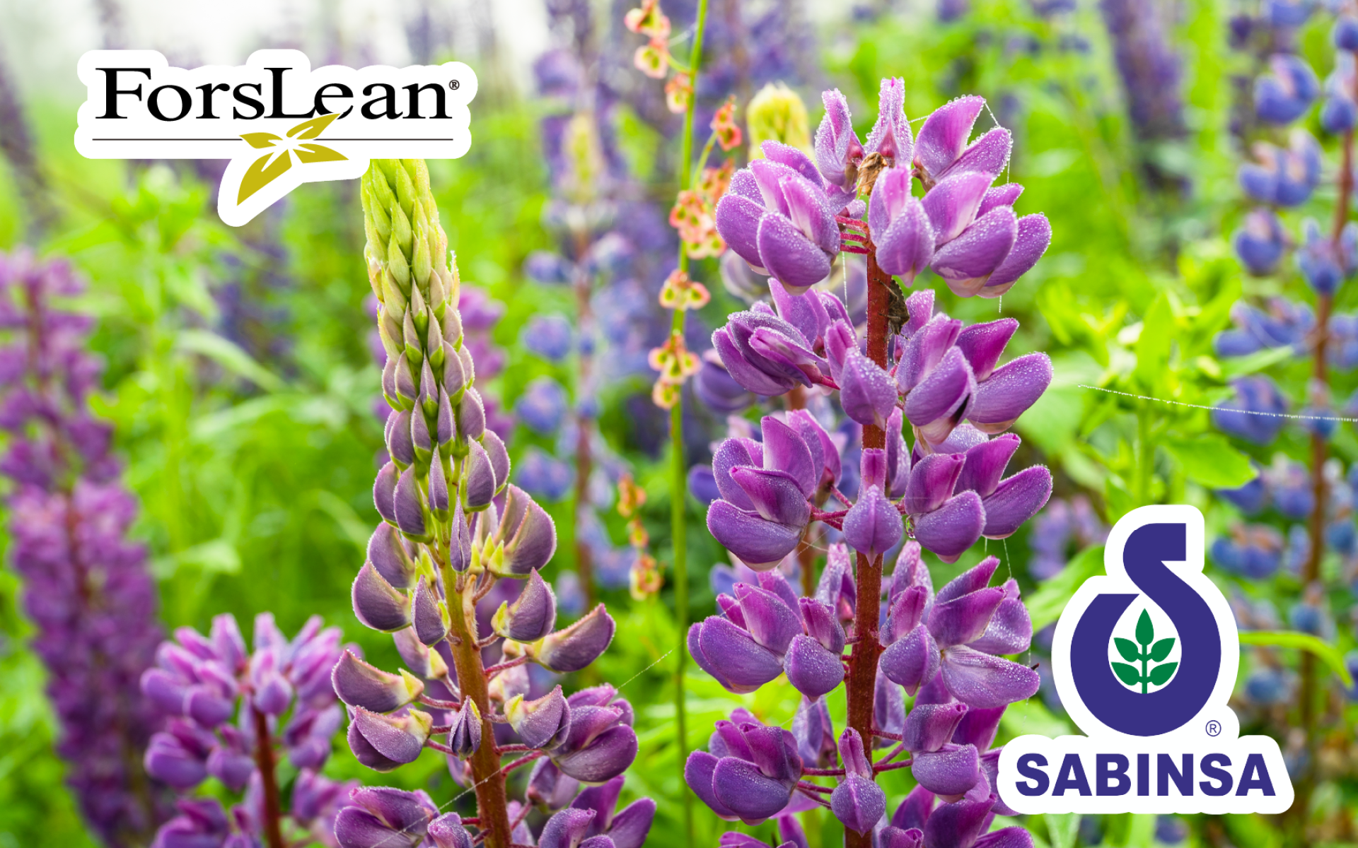 Sabinsa ForsLean® – 專利毛喉鞘蕊花 Forskolin 萃取，體態管理應用