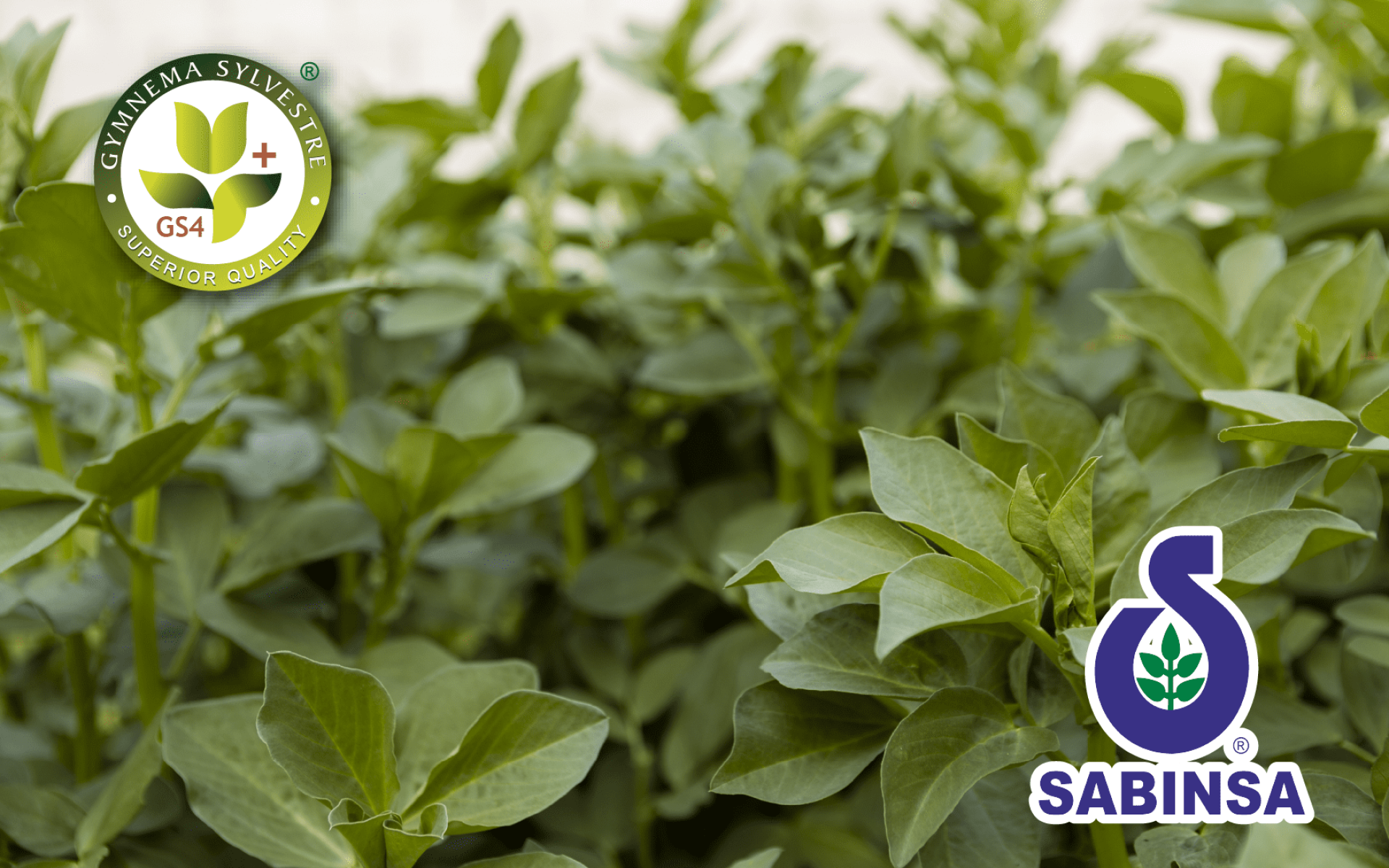 Sabinsa GS4 Plus® – 專利武靴葉萃取，支持代謝與體態管理