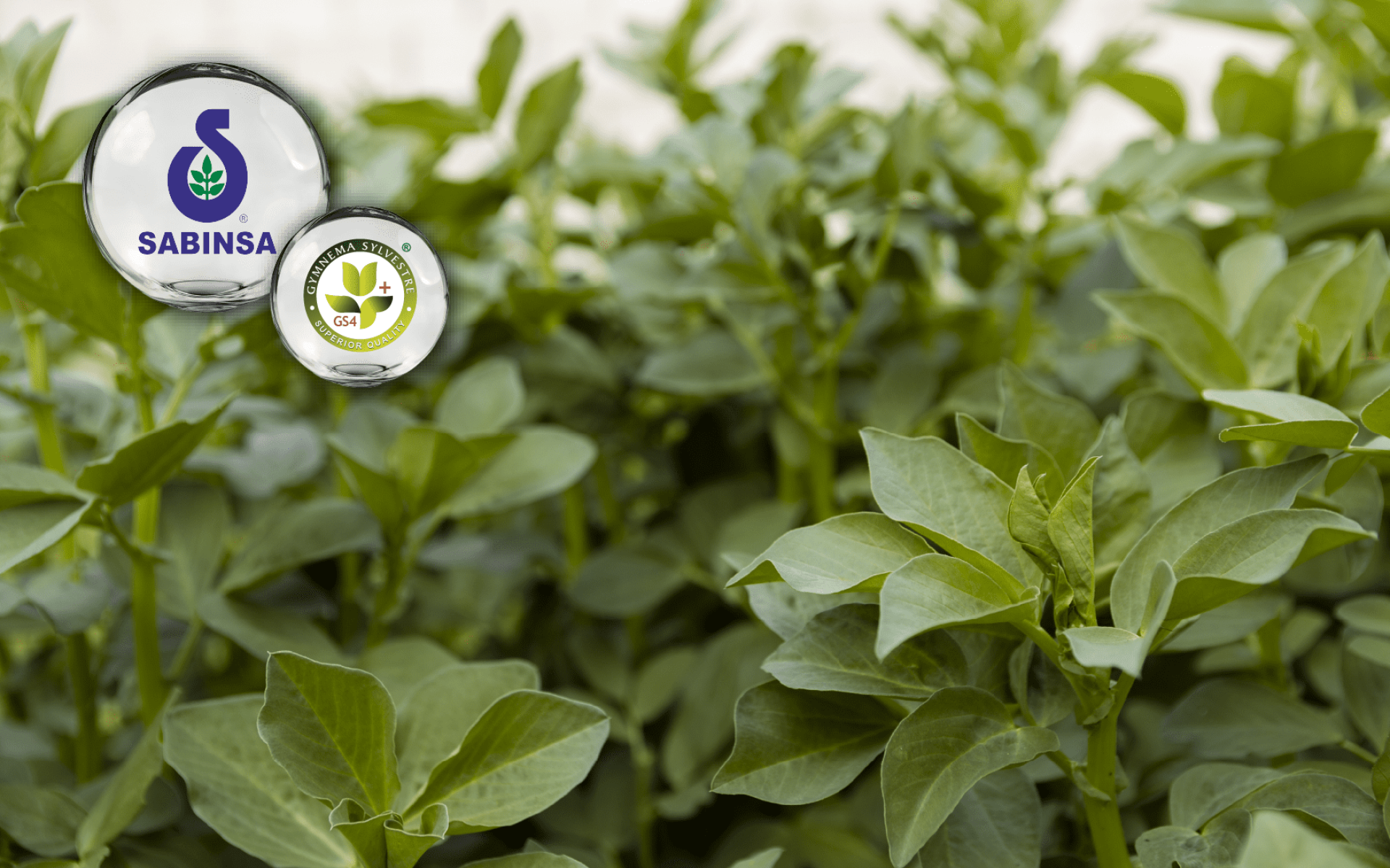 Sabinsa GS4 Plus® – 專利武靴葉萃取，支持代謝與體態管理