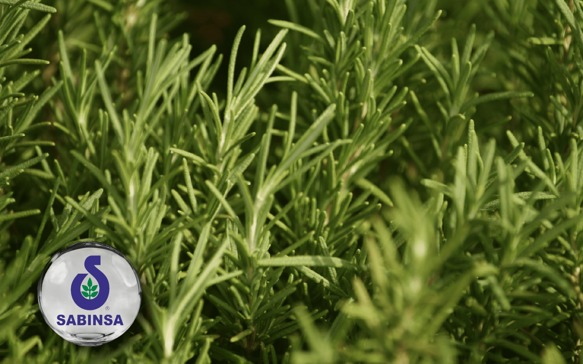 Sabinsa Rosemary – 高含量迷迭香酸植萃，支持循環健康