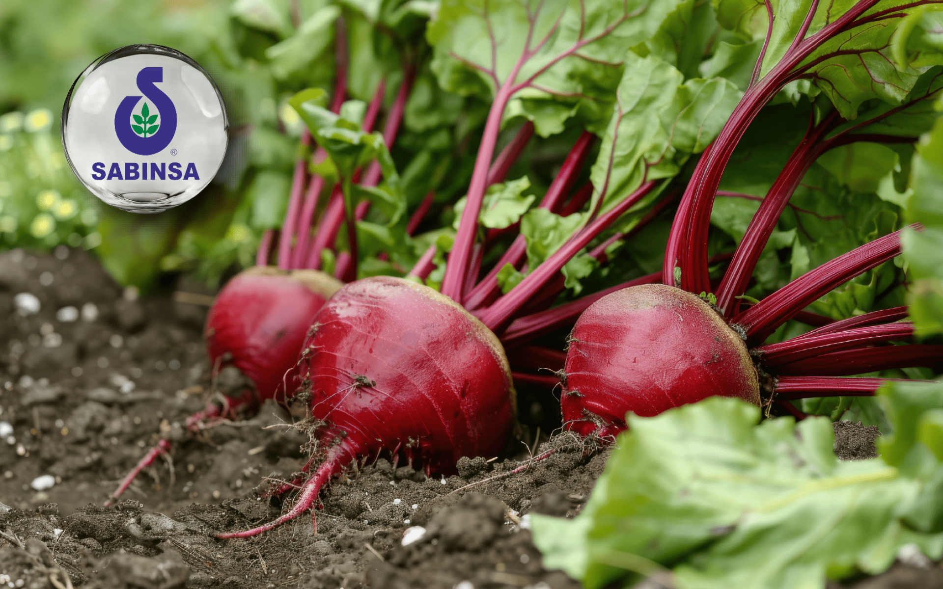 Sabinsa Sabeet® – 高濃縮甜菜根萃取，支持運動耐力與循環調整