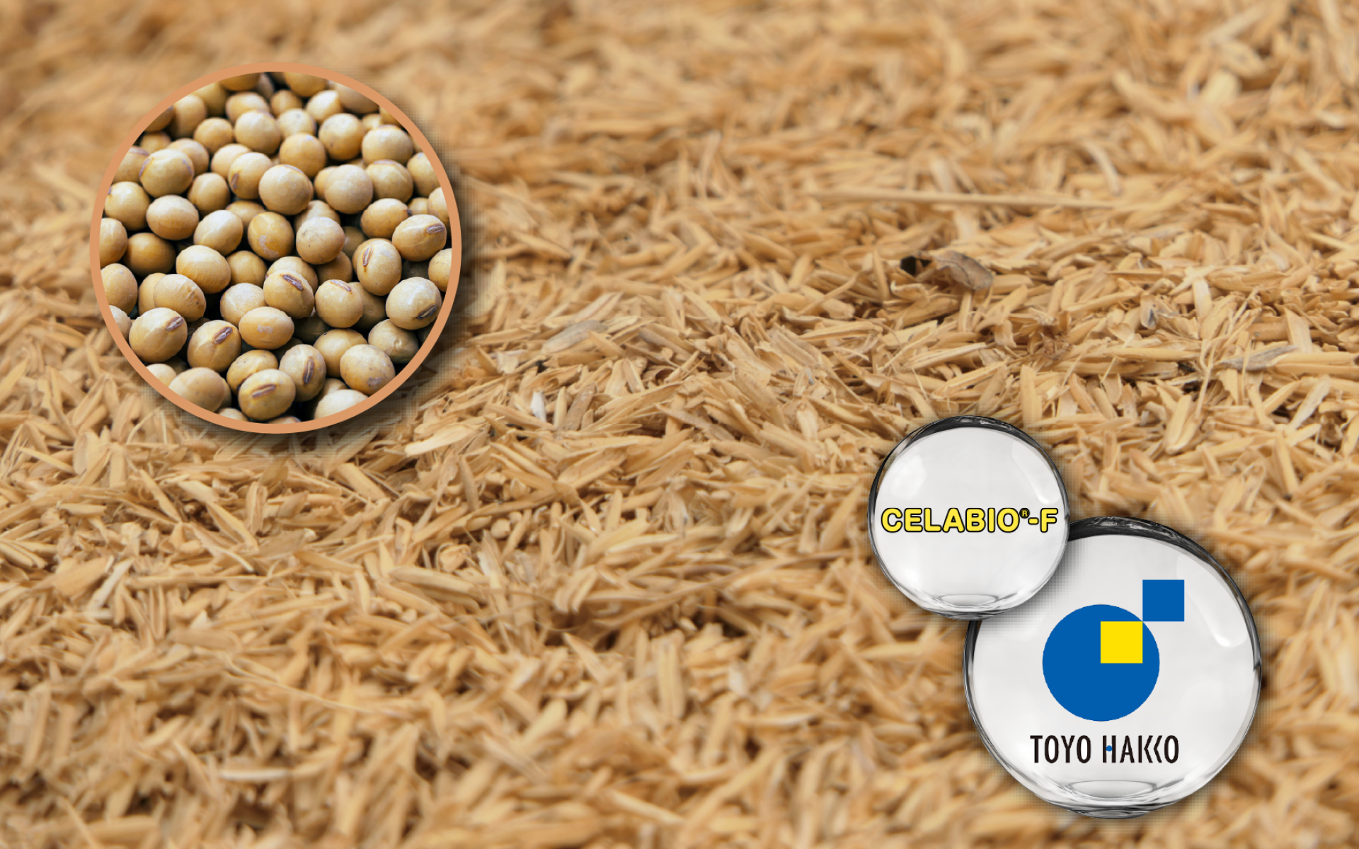 Toyo Hakko CELABIO® 米糠大豆發酵物 – 外泌體新亮點的專利發酵素材