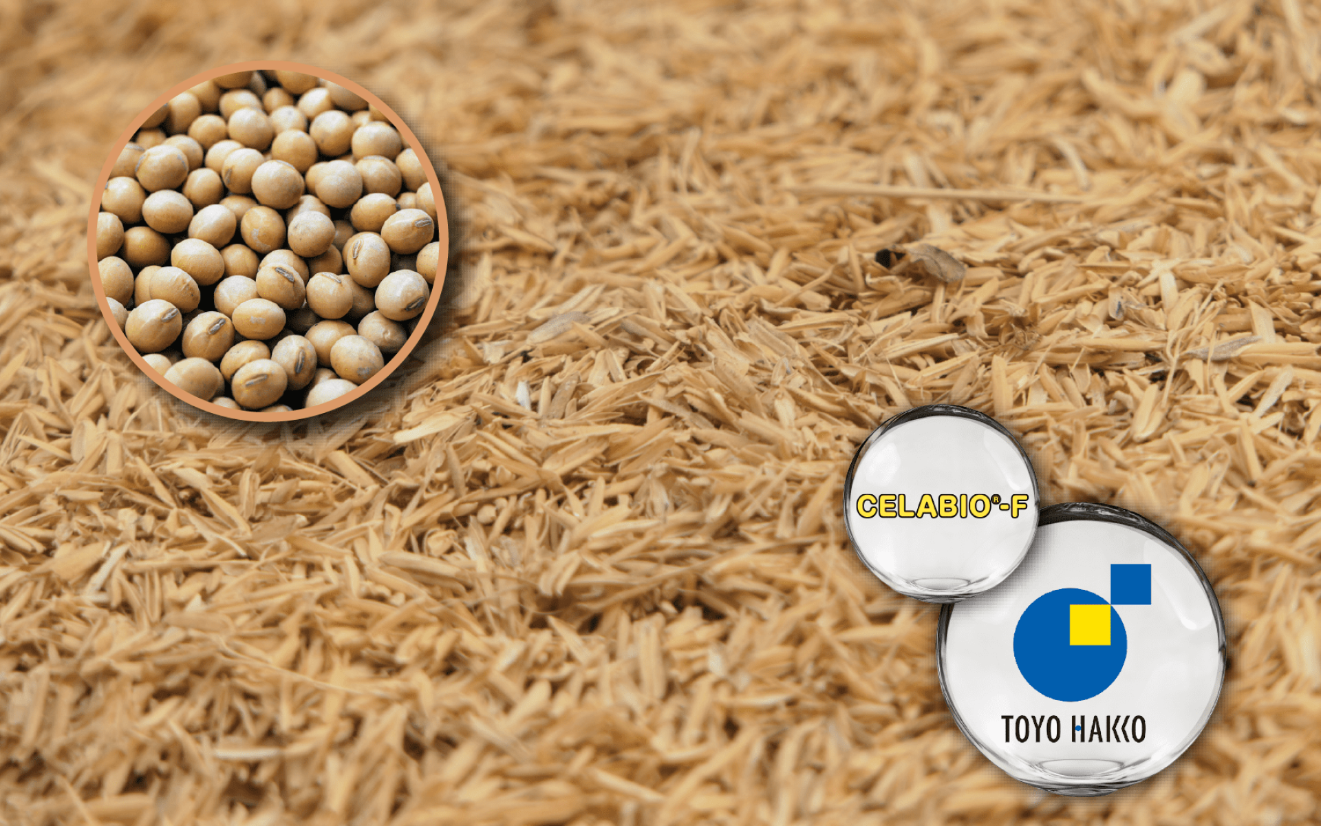 Toyo Hakko CELABIO® 米糠大豆發酵物 – 外泌體新亮點的專利發酵素材