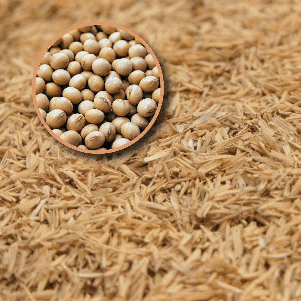 東洋發酵Toyo Hakko｜CELABIO® 米糠大豆發酵物