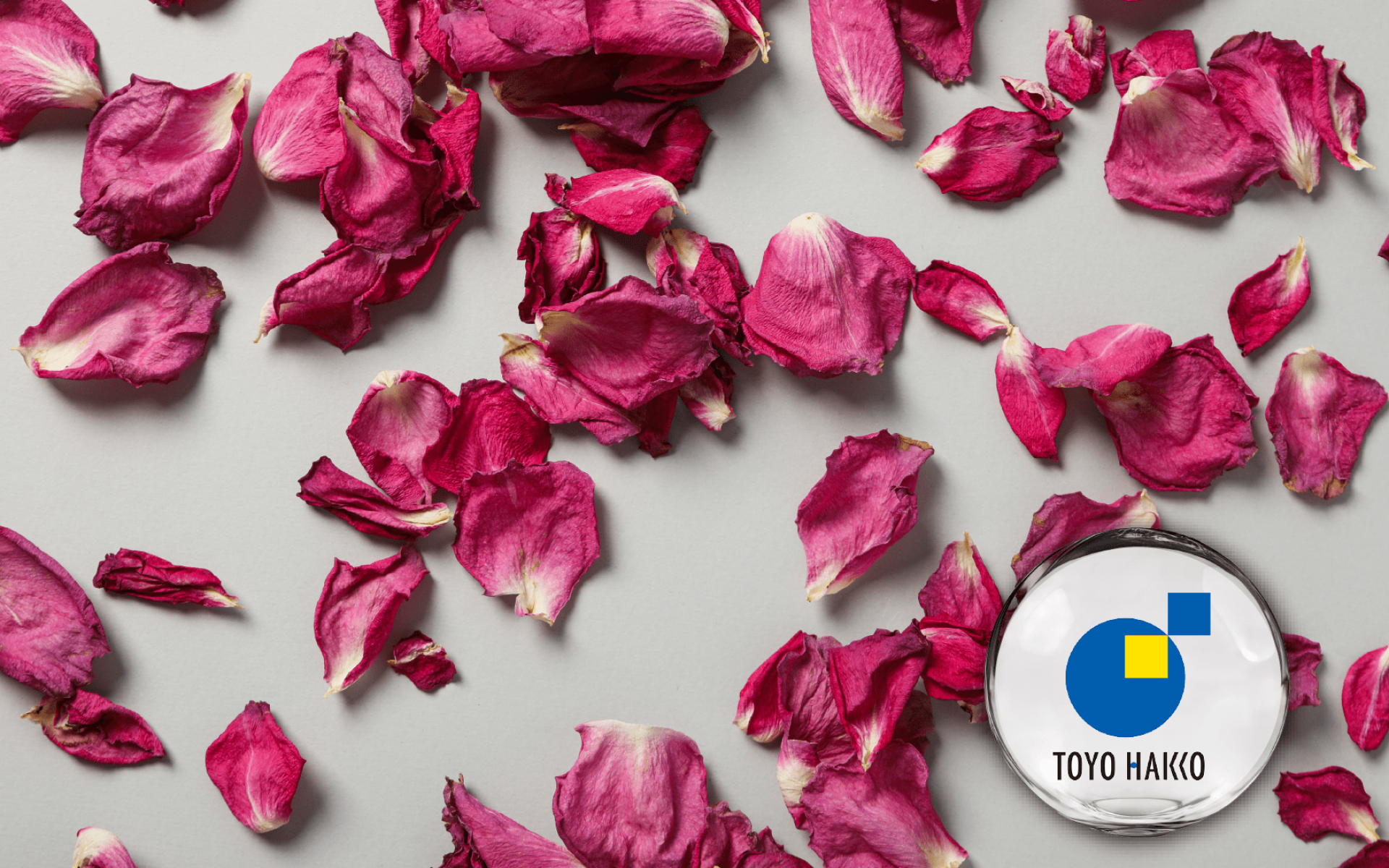 Toyo Hakko ROSE CRYSTA® 玫瑰花瓣萃取 – 高濃縮多酚・清透光采植萃