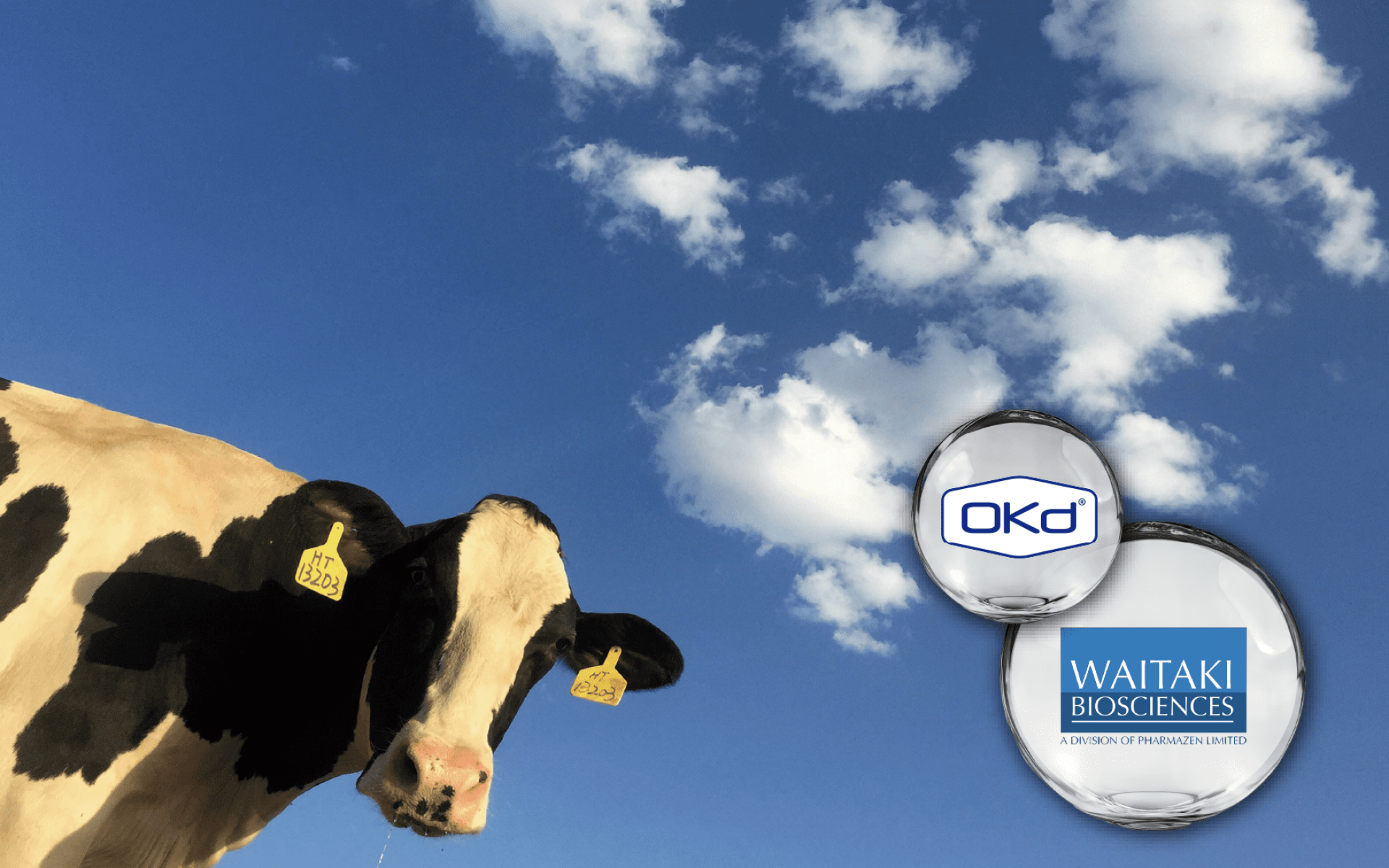 OKD® 牛骨粉 – 紐西蘭草飼來源，完整骨基質鈣與膠原蛋白