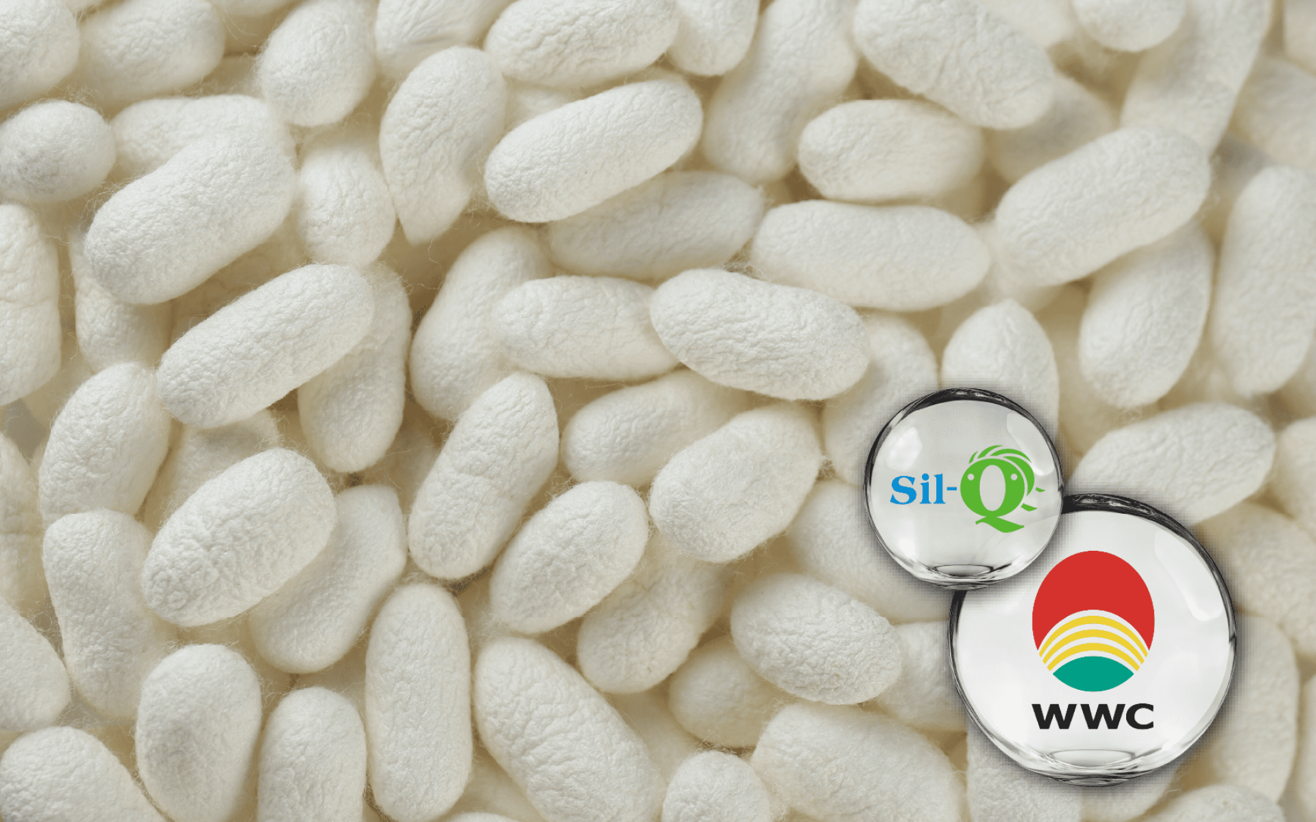 Sil-Q® 蠶絲蛋白胜肽 – 天然蠶繭來源，小分子高吸收優質蛋白