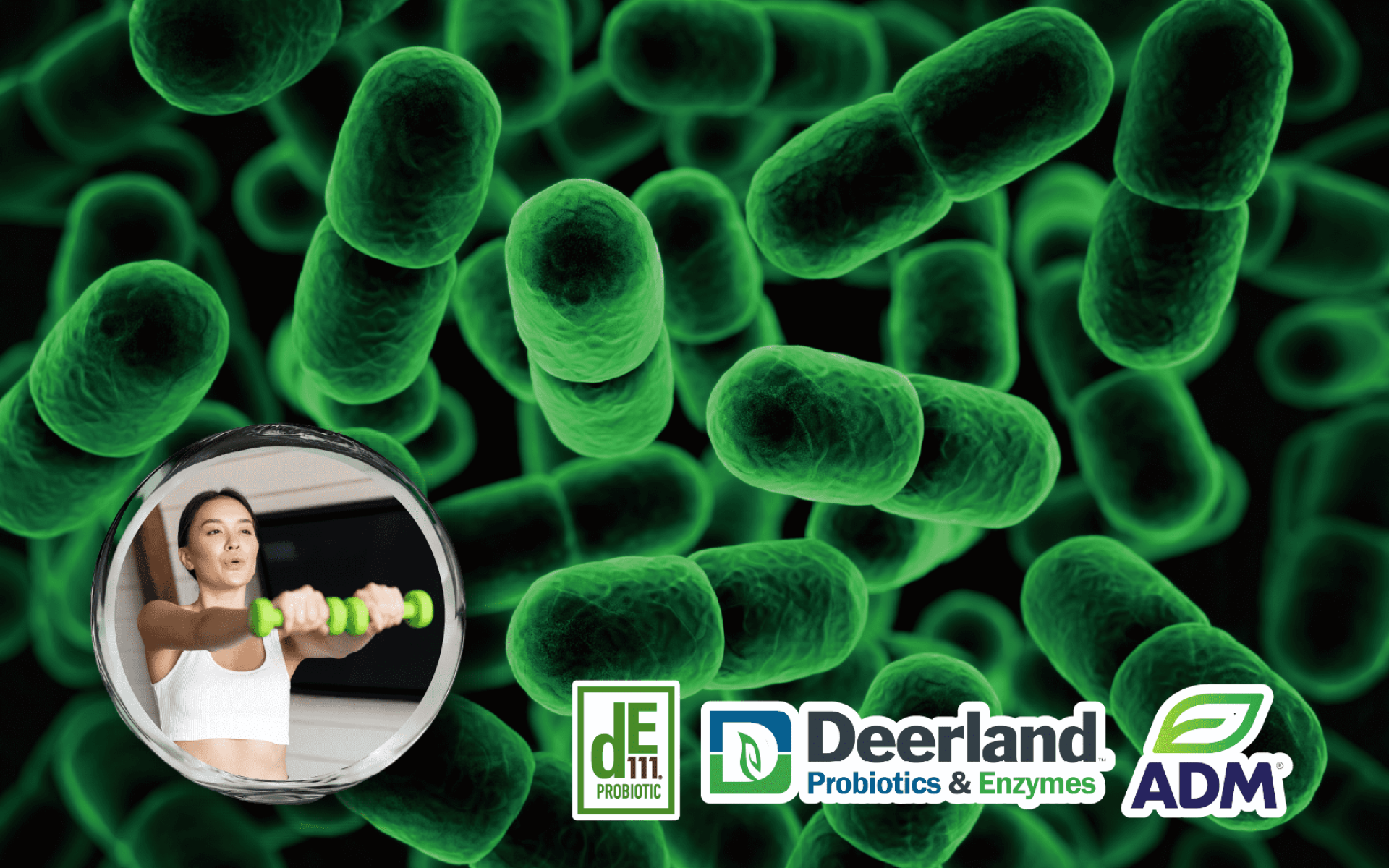 ADM Deerland 枯草芽孢桿菌 DE111® – 耐熱耐酸、臨床支持的芽孢型益生菌