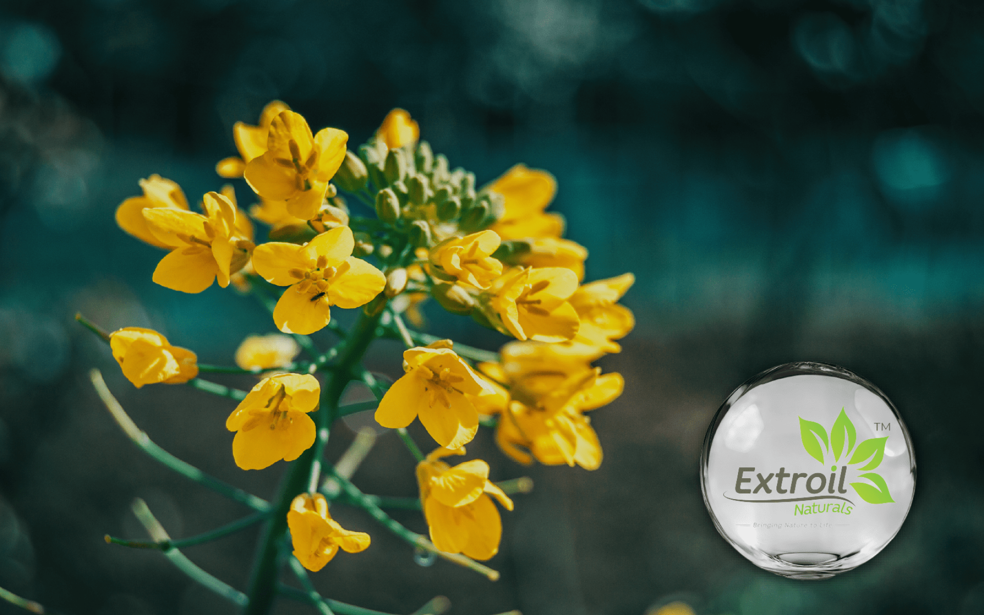 Extroil Cassia Occidentalis Extract – Traditional Herbal Ingredient for Digestive & Metabolic Support