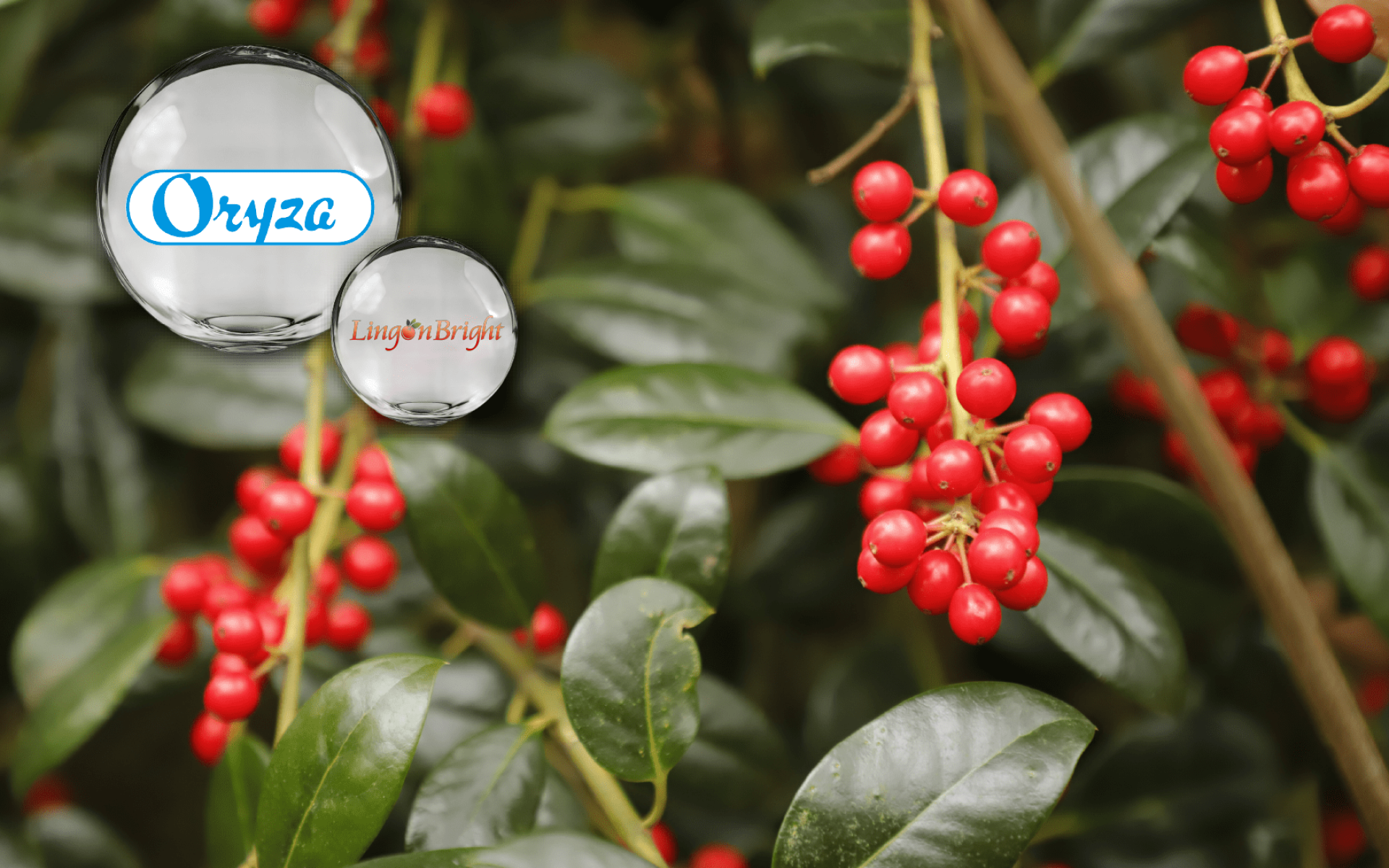 Lingonberry Extract | ORYZA Japan | Natural Beauty Nutrition Ingredient