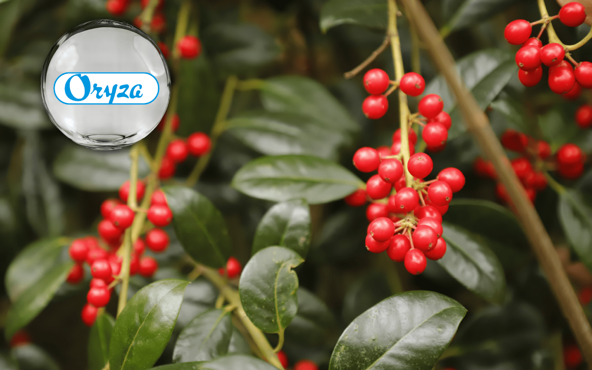 越桔萃取 Lingonberry Extract｜ORYZA日本製｜青春美麗營養素材