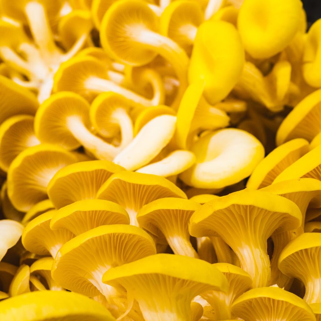 LS Corporation｜Pleurotus citrinopileatus sing extract