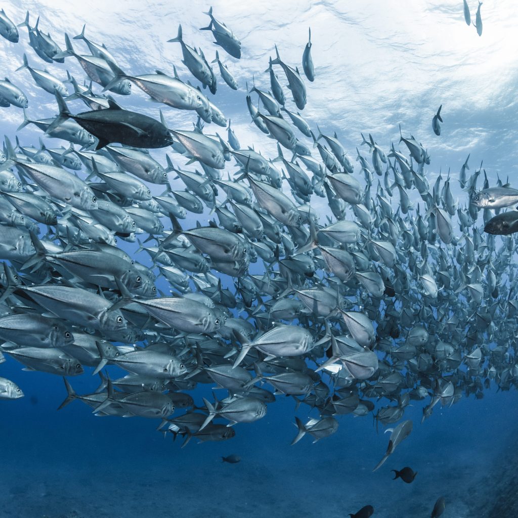 Linise｜蛋白聚醣・鮭魚鼻軟骨萃取