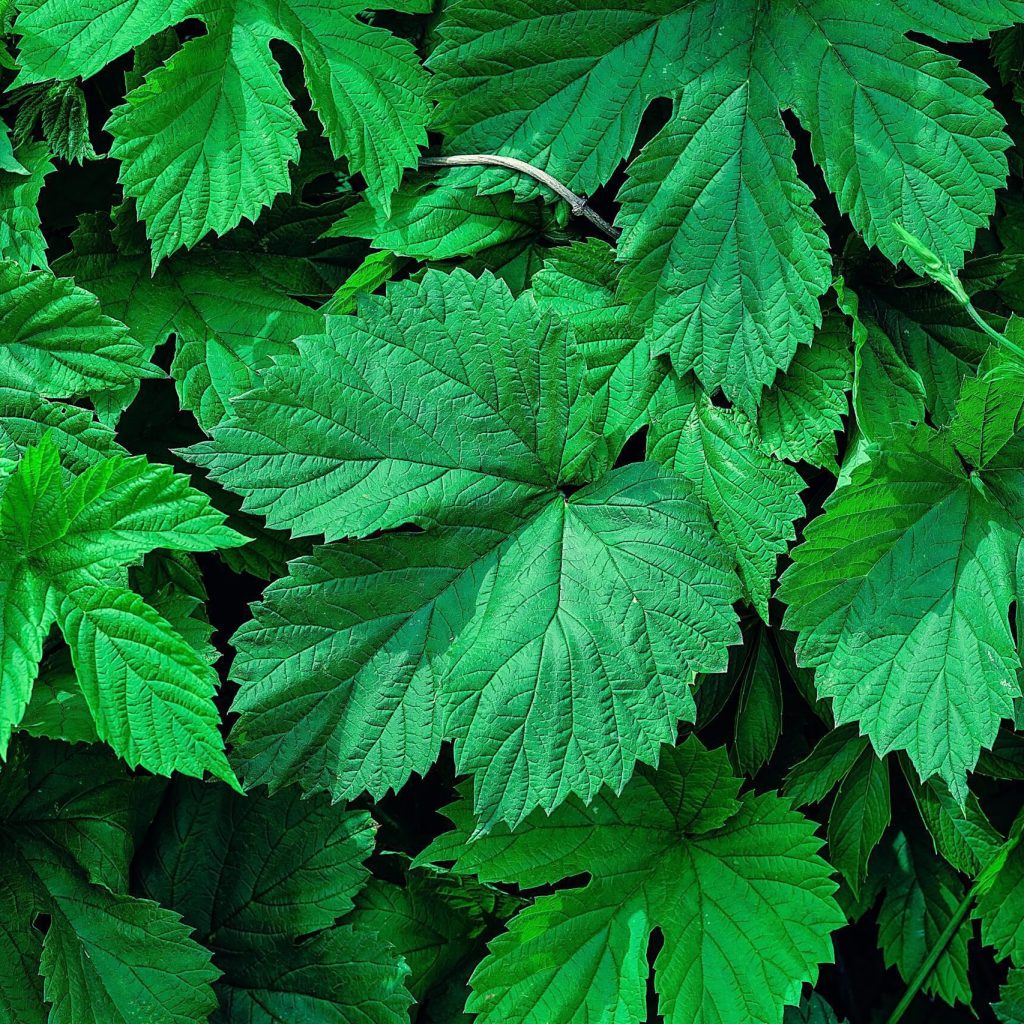 Mulvita®桑多安®桑葉萃取｜代謝管理與低GI營養方案