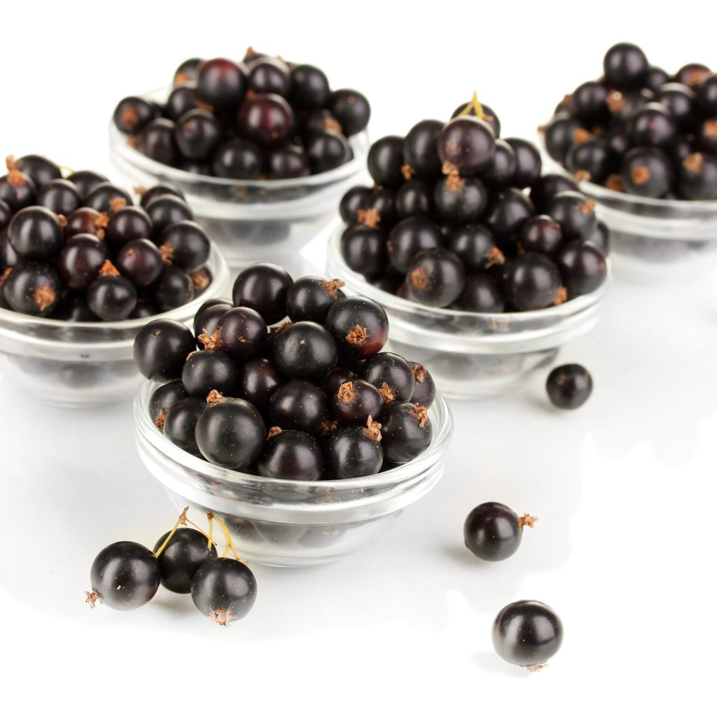 NZ Extracts｜Oxifend®黑醋栗萃取