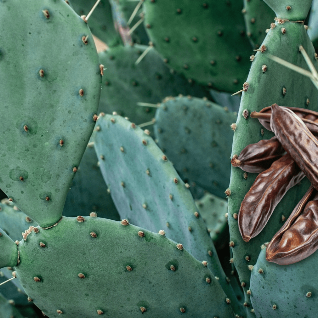 Carolean™ 角豆仙人掌萃取｜高纖維飽足素材・體態管理應用