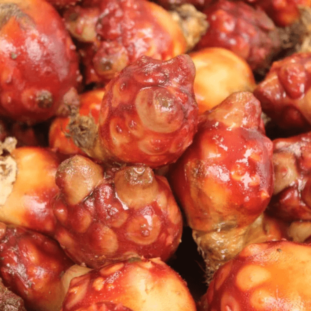 Sea Squirt Extract (Plasmalogen)｜Plasmalipids to Support Daily Cognitive Function