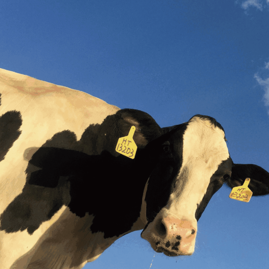 Waitaki｜OKD® vacuum dried bovine bone powder