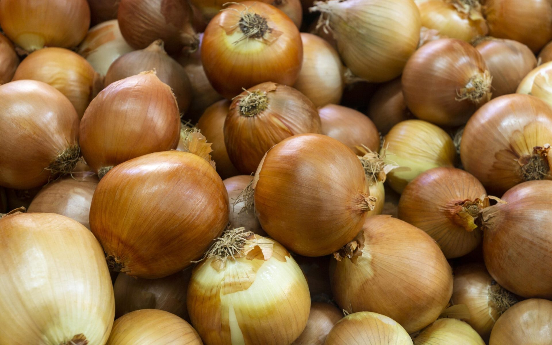 洋蔥萃取 Onion Extract｜天然槲皮素・健康調理素材