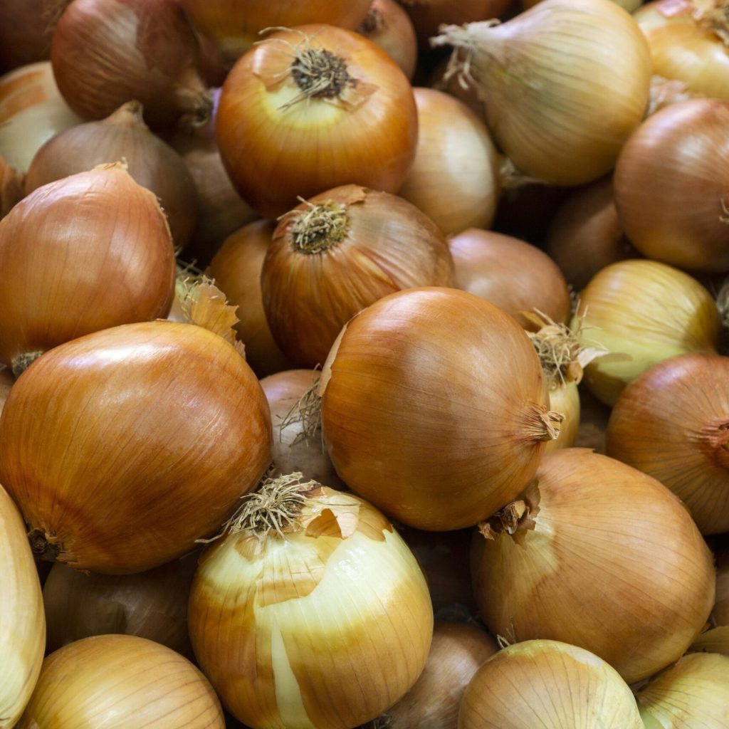 洋蔥萃取 Onion Extract｜天然槲皮素・健康調理素材
