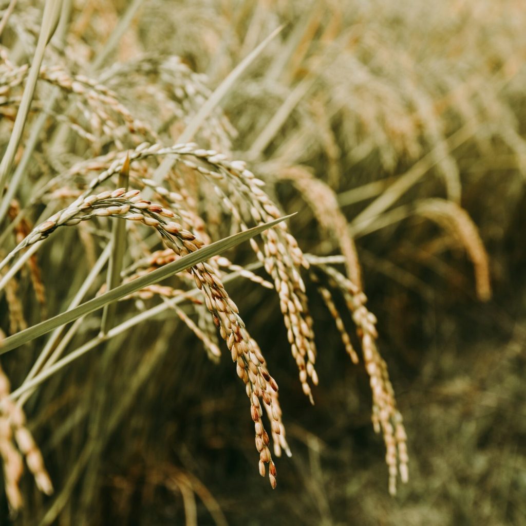 Oryza｜Ceramide®米萃取（含神經醯胺）