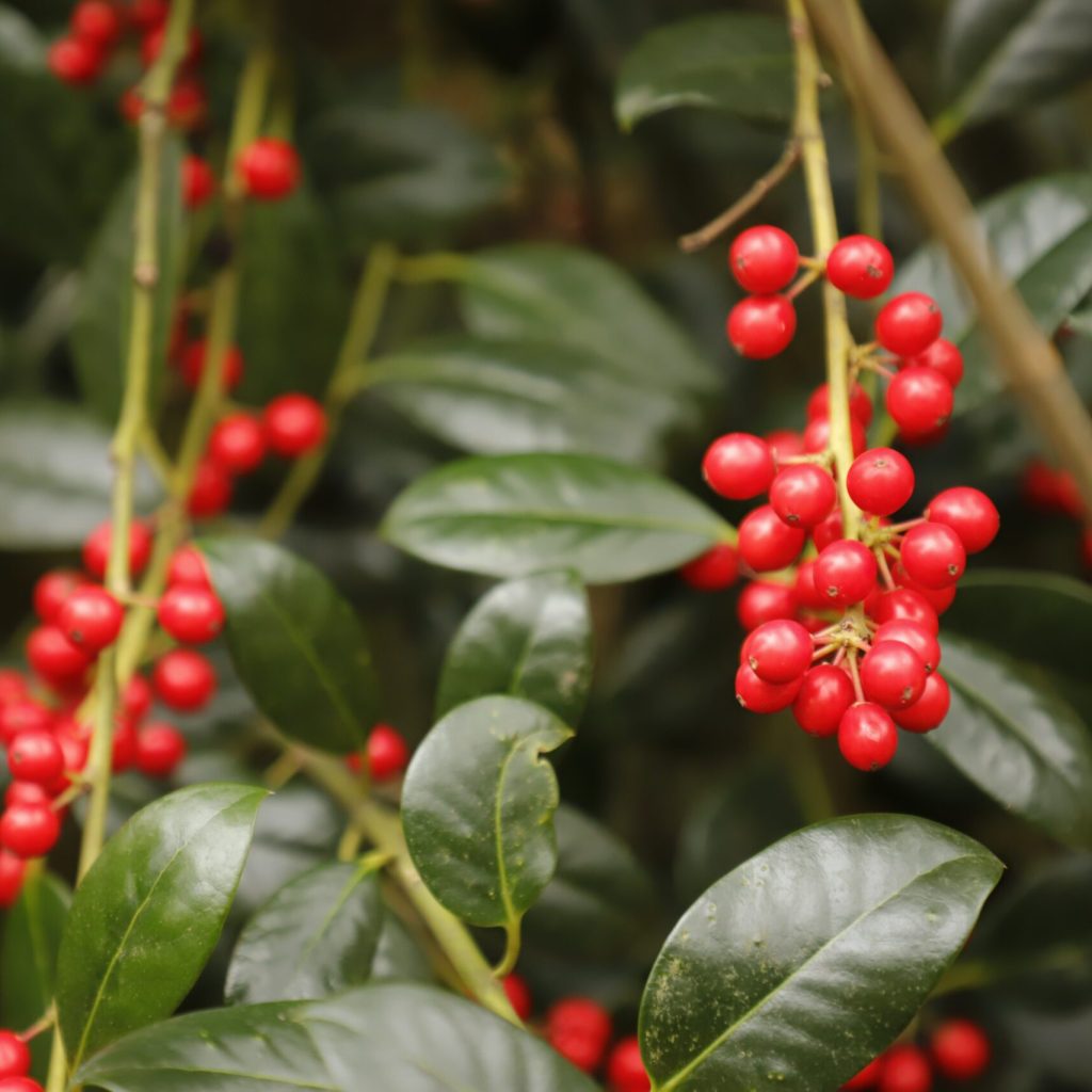 越桔萃取 Lingonberry Extract｜ORYZA日本製｜青春美麗營養素材