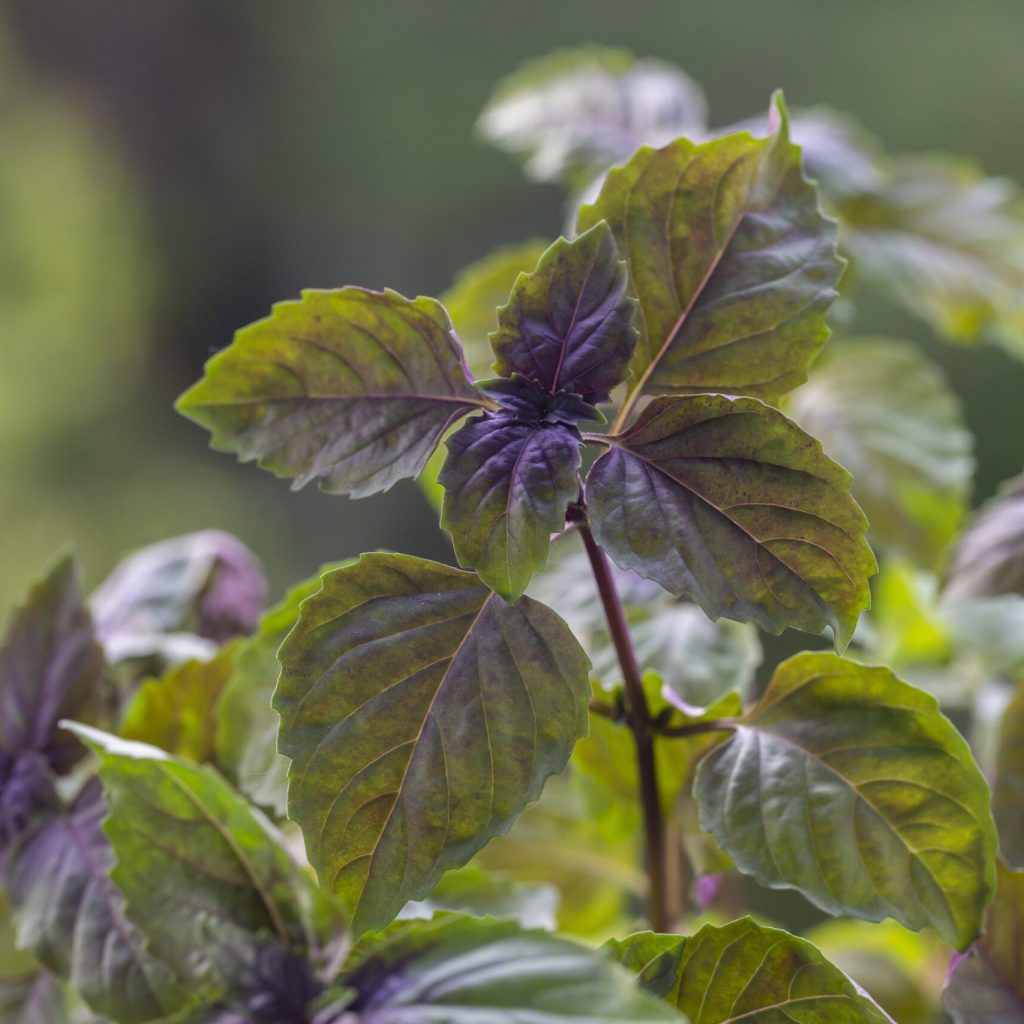 Cosmax Bio｜L7DG®紫蘇葉萃取