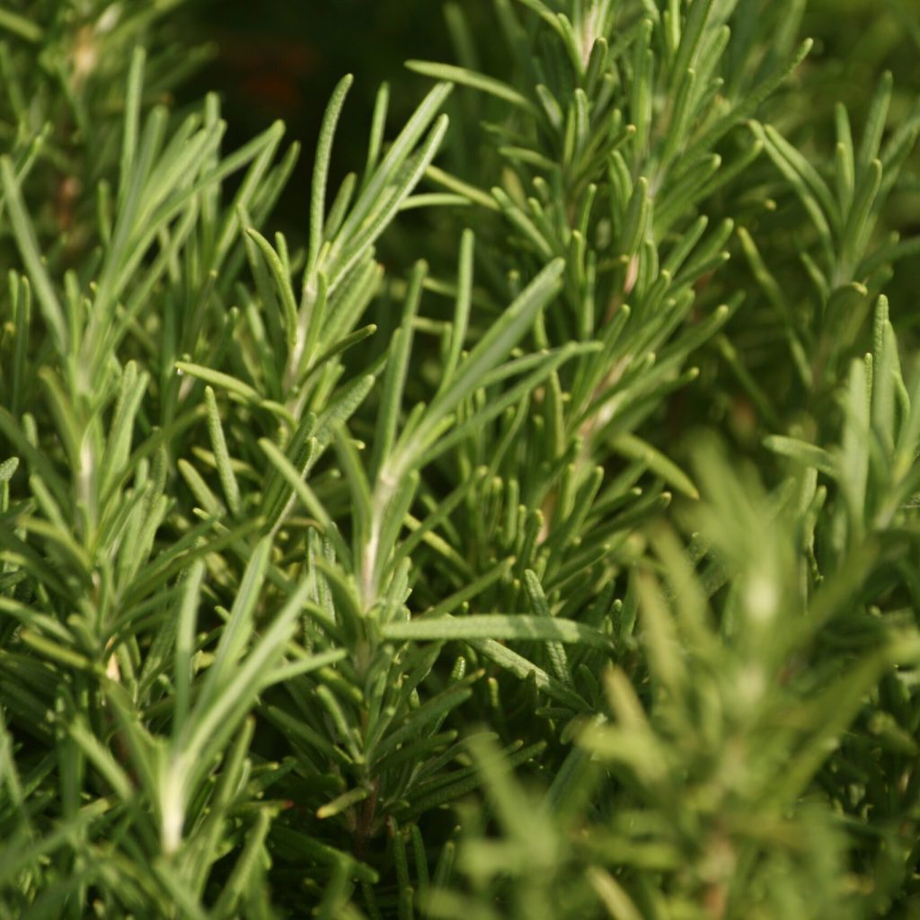 Sabinsa｜Rosemary extract