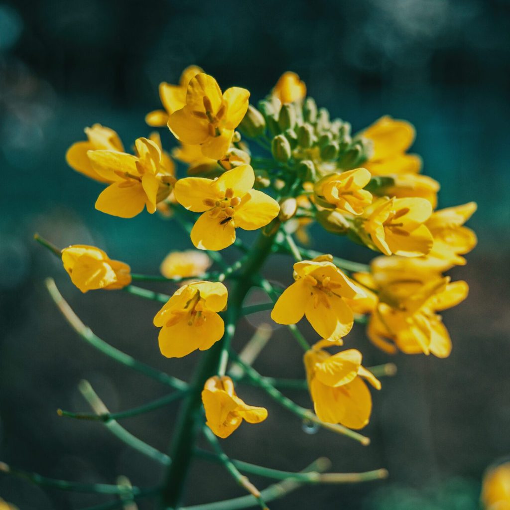 Extroil｜望江南萃取