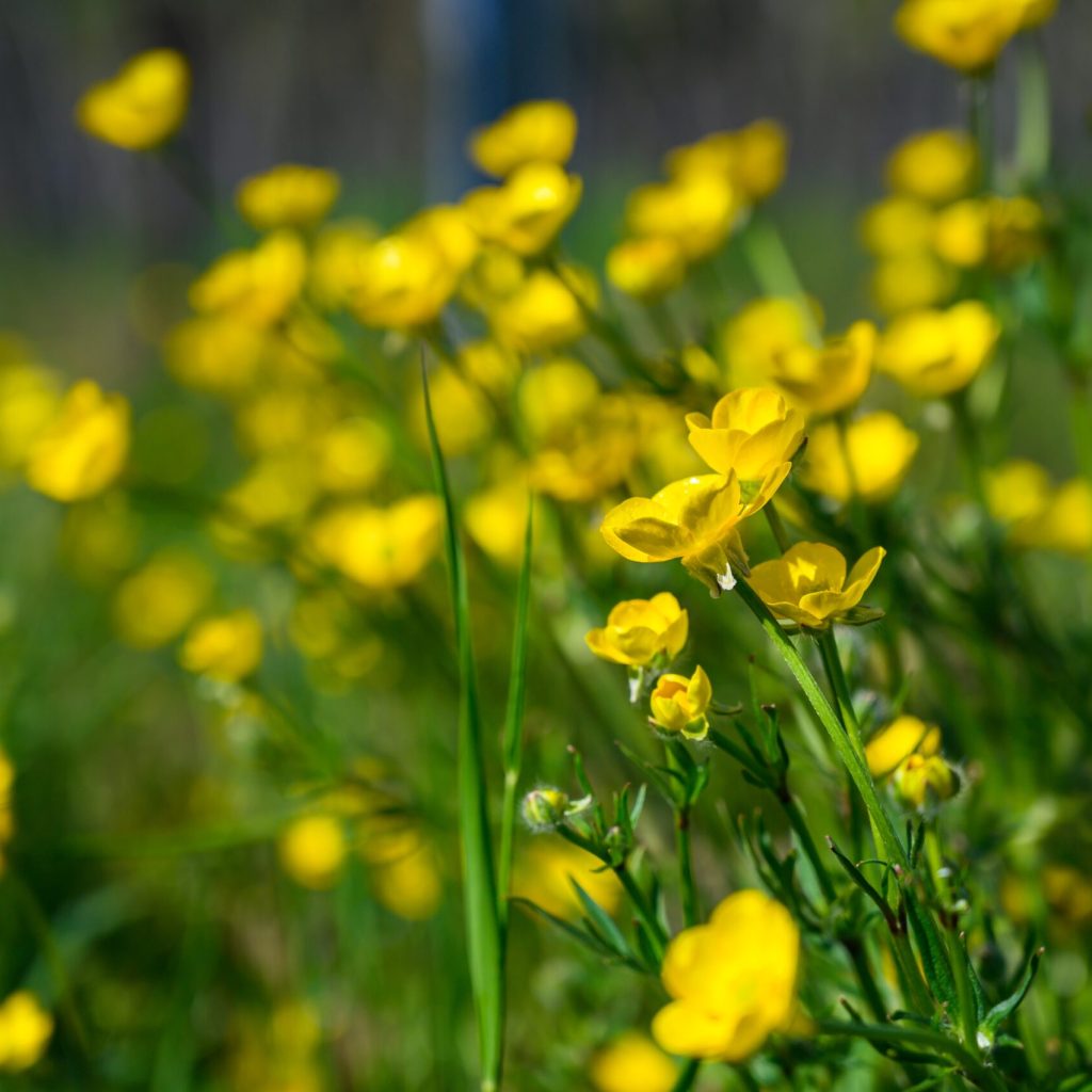 Oryza｜月見草萃取